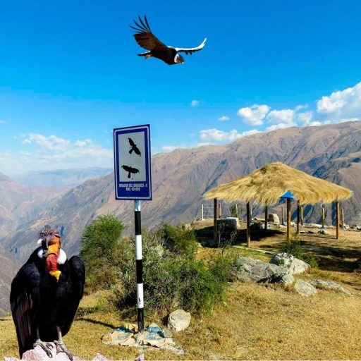 Chonta Mirador de Cóndores (3)